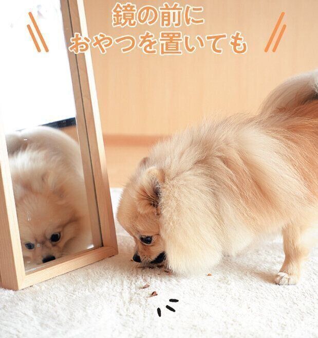 鏡に近づくポメラニアン