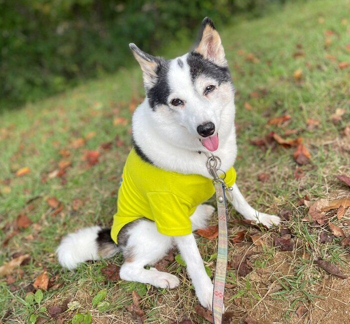 散歩を楽しむこぶしちゃん