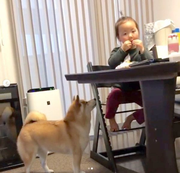 リンゴがほしい柴犬