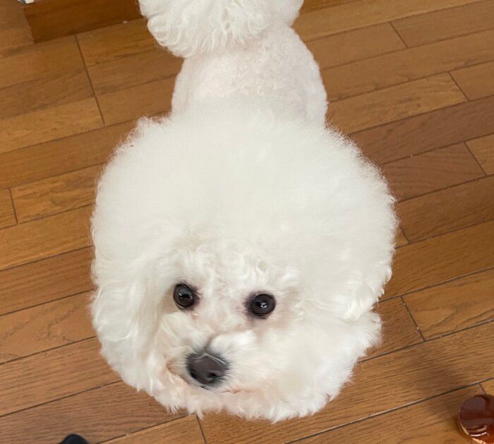 3才6カ月頃のビション・フリーゼ