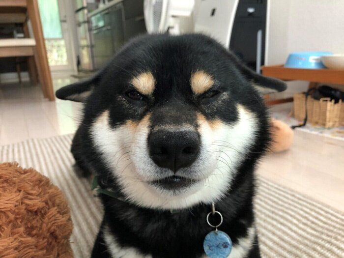 トクちゃん/柴犬