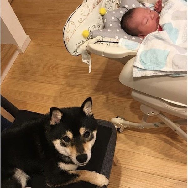 柴犬