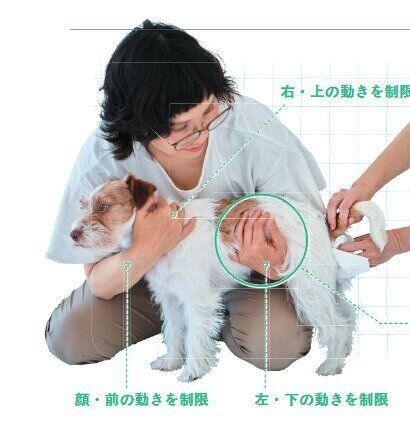 お尻をふかれる小型犬