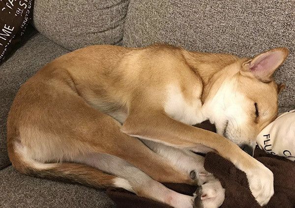 眠る犬