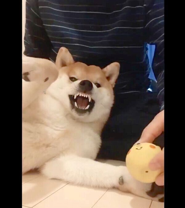 フリーズするこむぎくん