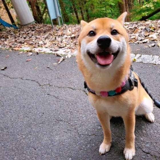 お散歩する柴犬
