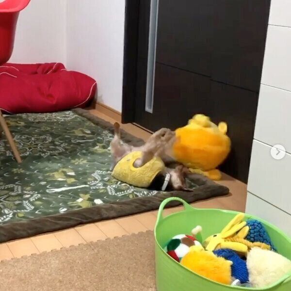 ライオンのぬいぐるみと遊ぶ豆太くん