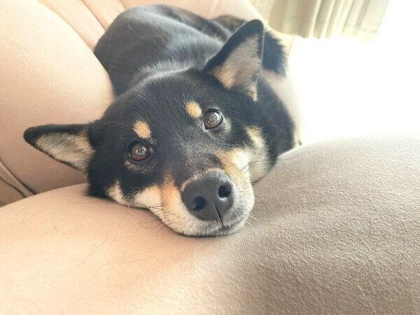 見つめるつぶらちゃん