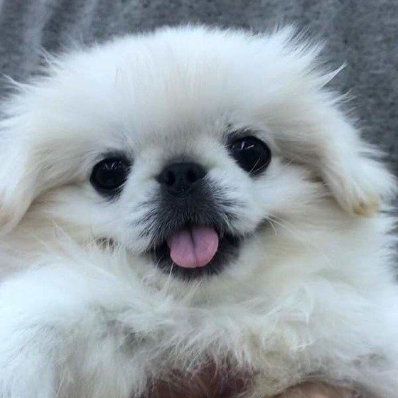 ペキニーズ