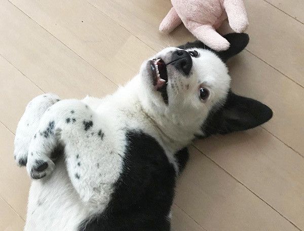 見つめる犬