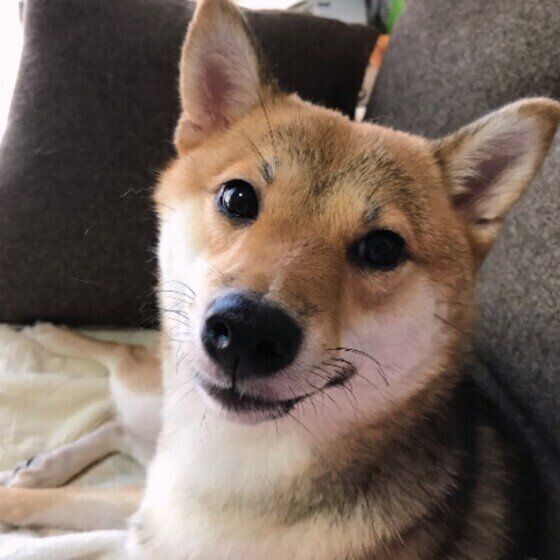 柴