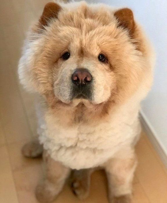 見つめるチャウ・チャウ