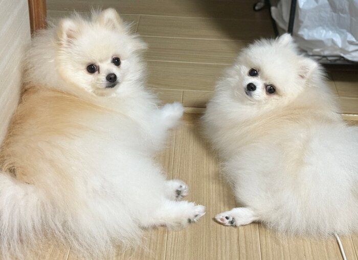 振り向くももちゃん、ななちゃん