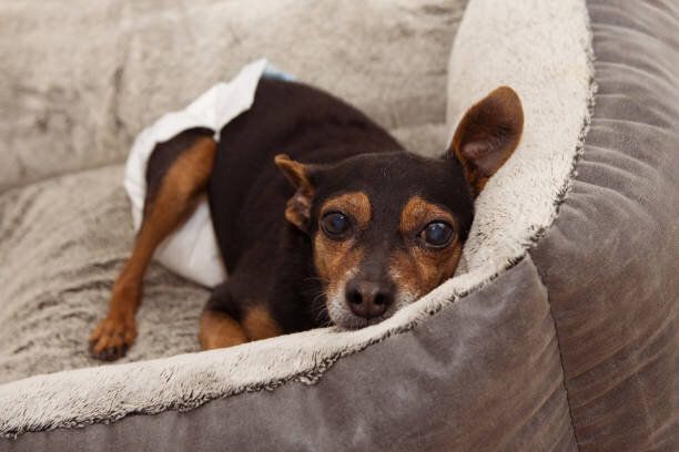 おむつを着用しているシニア犬
