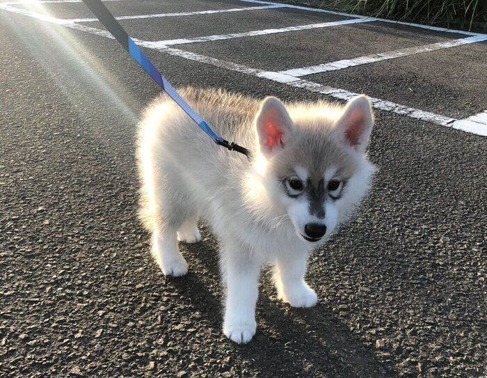 両耳が立った風太くん