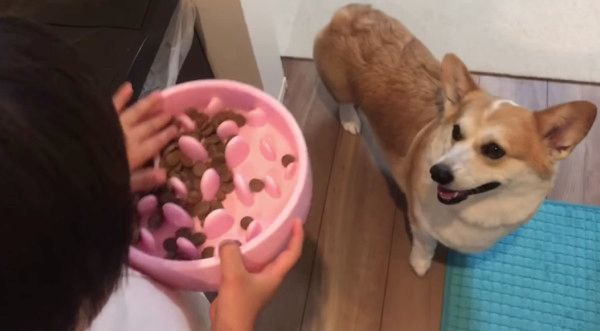 ダイエット中のコーギー