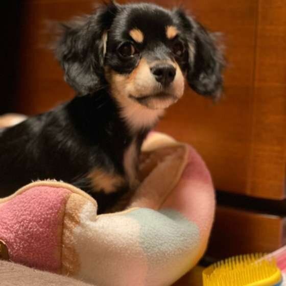 見つめる犬