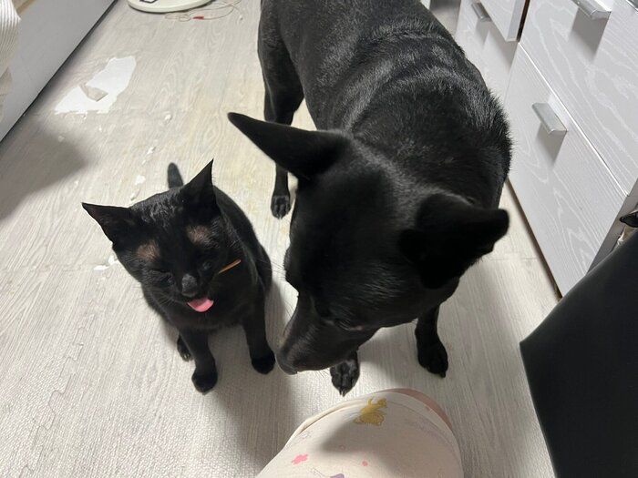同居猫(写真:左)と犬(写真:右)