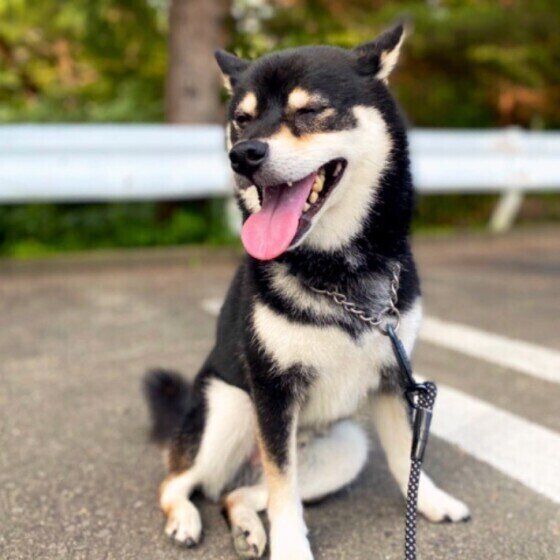 笑う柴犬