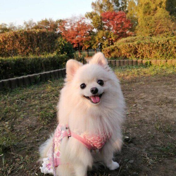 ポメラニアンのにこちゃん