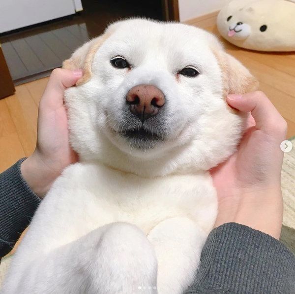 白柴のきなこちゃん