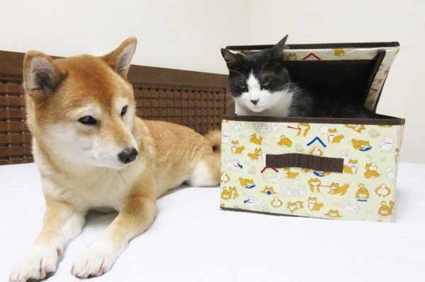 ダイソーのワンコグッズ