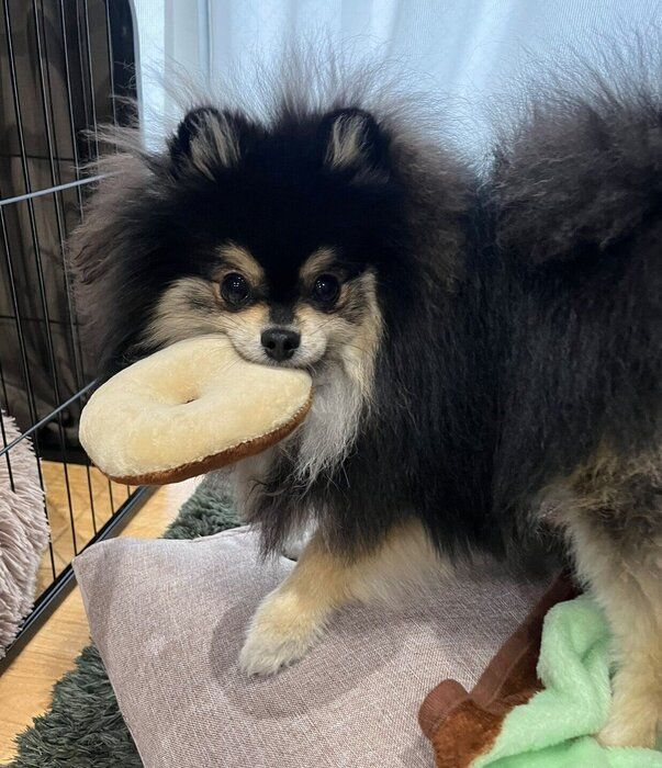 おもちゃをくわえる五朗丸くん