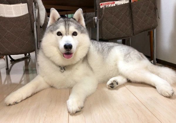 満足したような表情のシルビアちゃん
