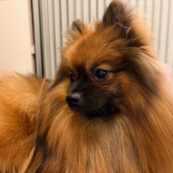 冬毛になったポン太くん