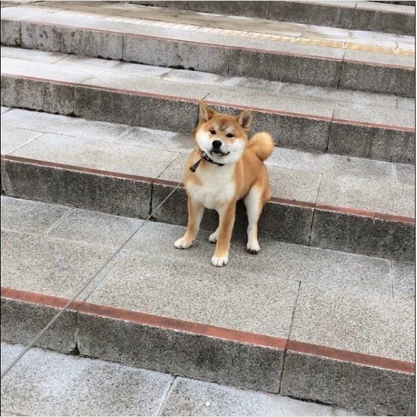 柴犬