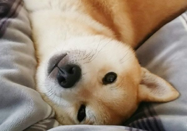 見つめる柴犬
