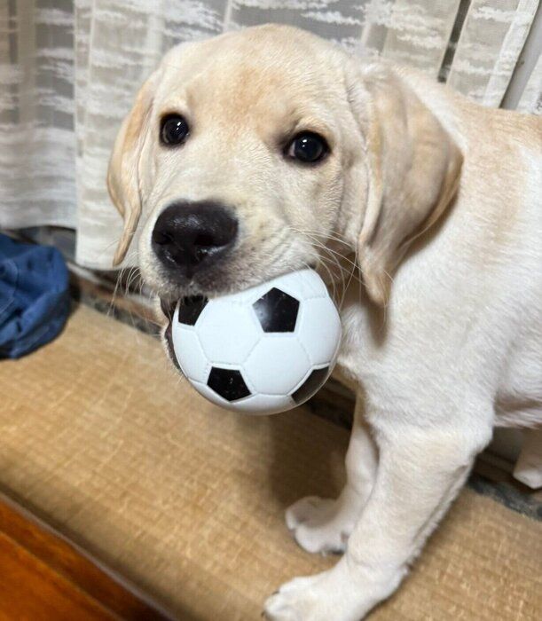 大好きなボールで遊ぶレオくん（撮影時、生後3カ月）。