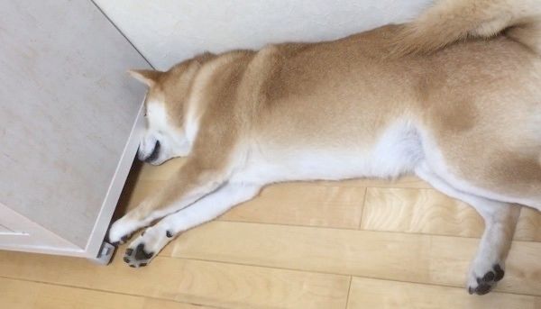 隙間が気になる柴犬