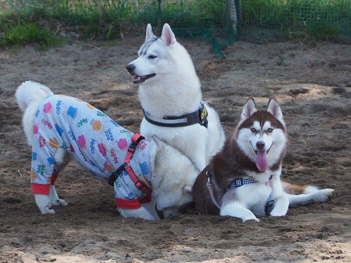 ドッグランで遊ぶ3頭