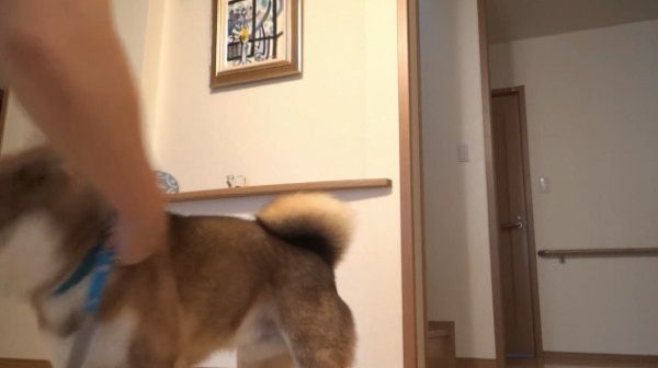 立ち止まる柴犬