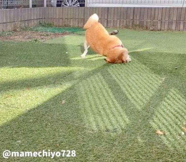 芝生に体をこすりつける豆千代くん