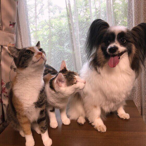 パピヨン