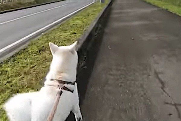 秋田犬