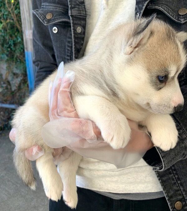 抱っこしてもらうロッカちゃん