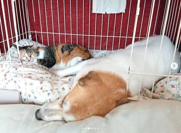 仲良く眠るコロちゃんとチコちゃん
