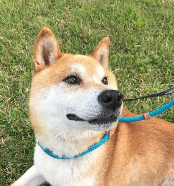 お散歩する咲ク太郎くん