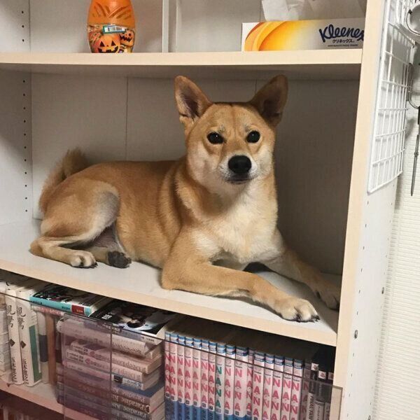 本棚に隠れる朔太郎くん