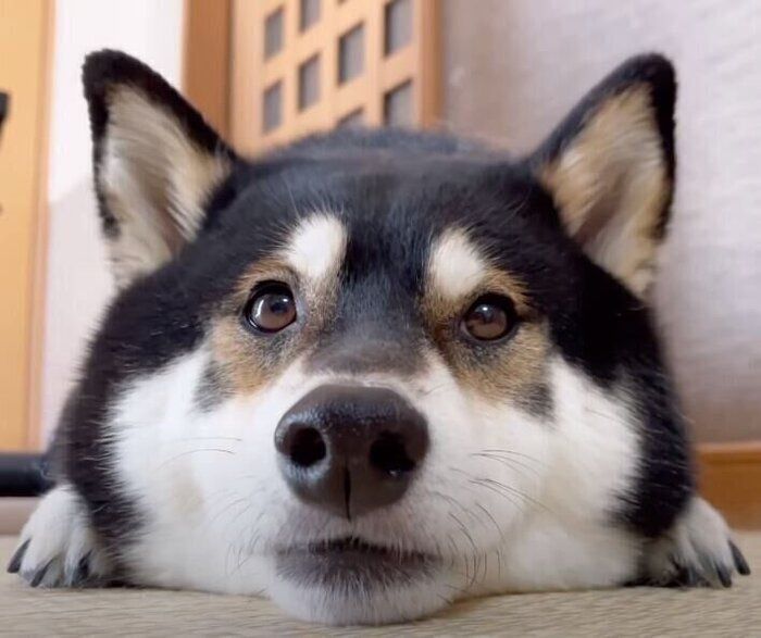湯上りの柴犬