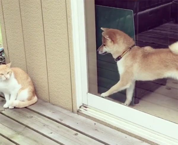 柴犬と猫