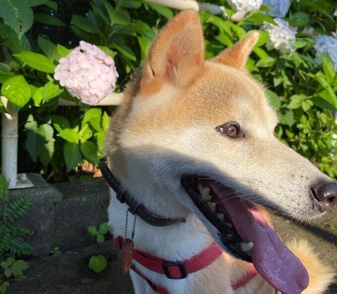 きなちゃん