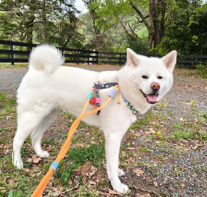 散歩を楽しむこまちちゃん