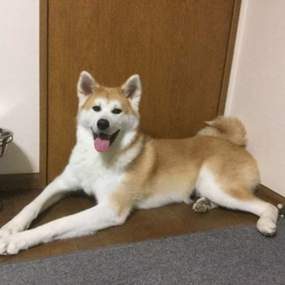 秋田犬