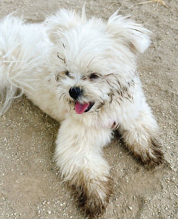「楽しんだところすみませんが」ドッグランで泥だらけになった愛犬→帰宅後に待ち受けていた「お風呂」の結末にクスッ