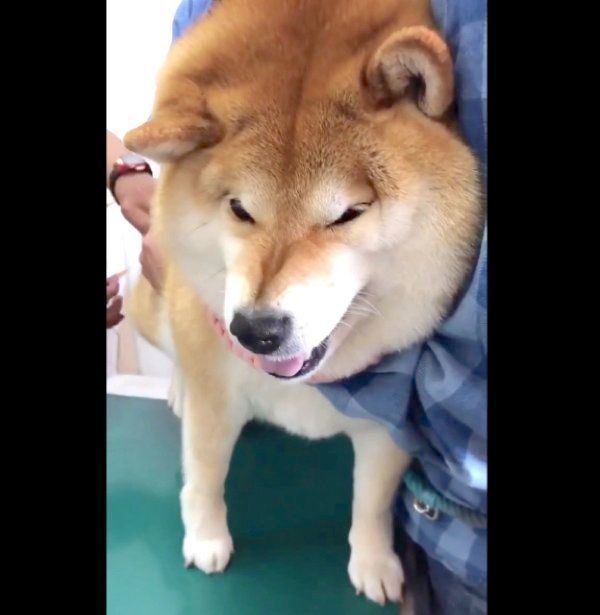 注射が怖くてスゴい表情になるハナちゃん