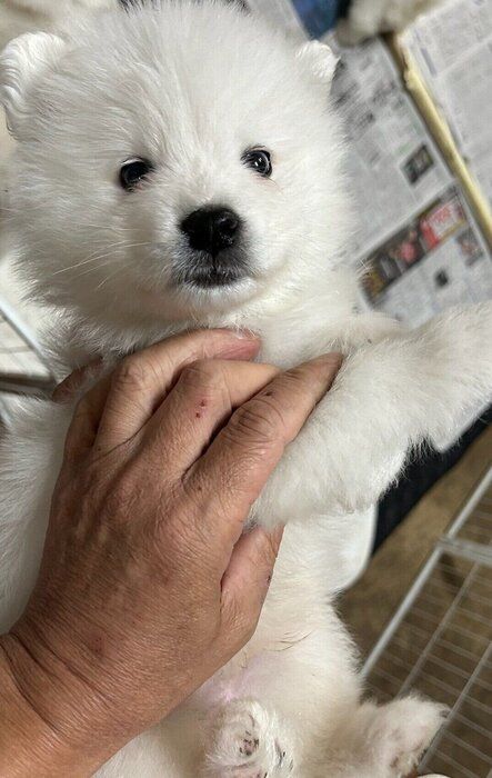 子犬時代のるんたくん 小さくてかわいい